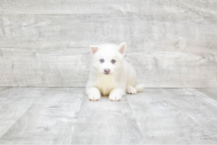 Small Pomsky Baby