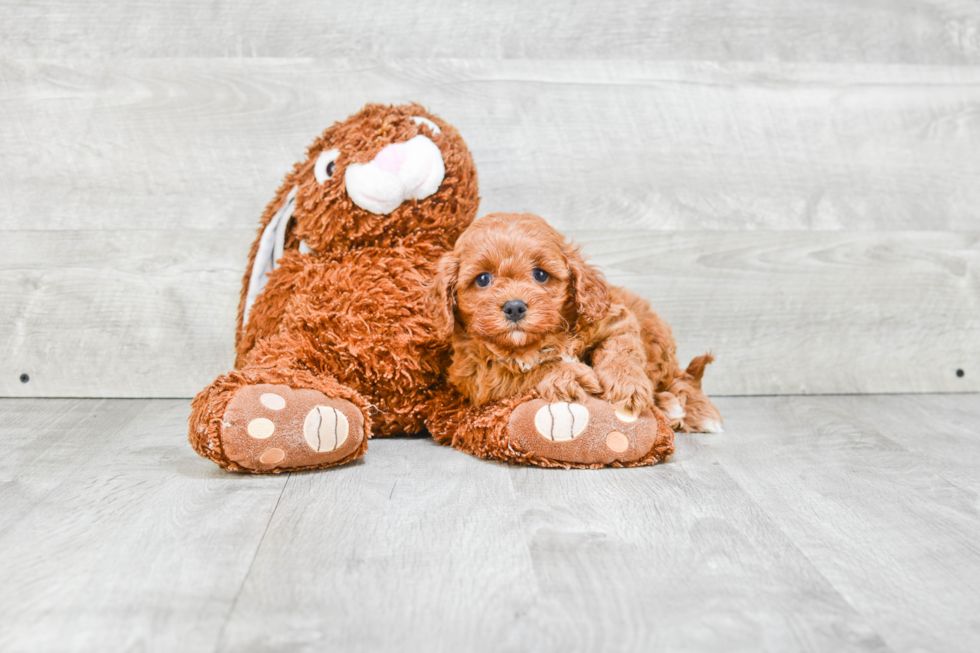 Cavapoo Puppy for Adoption