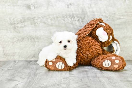 Maltese Puppy for Adoption