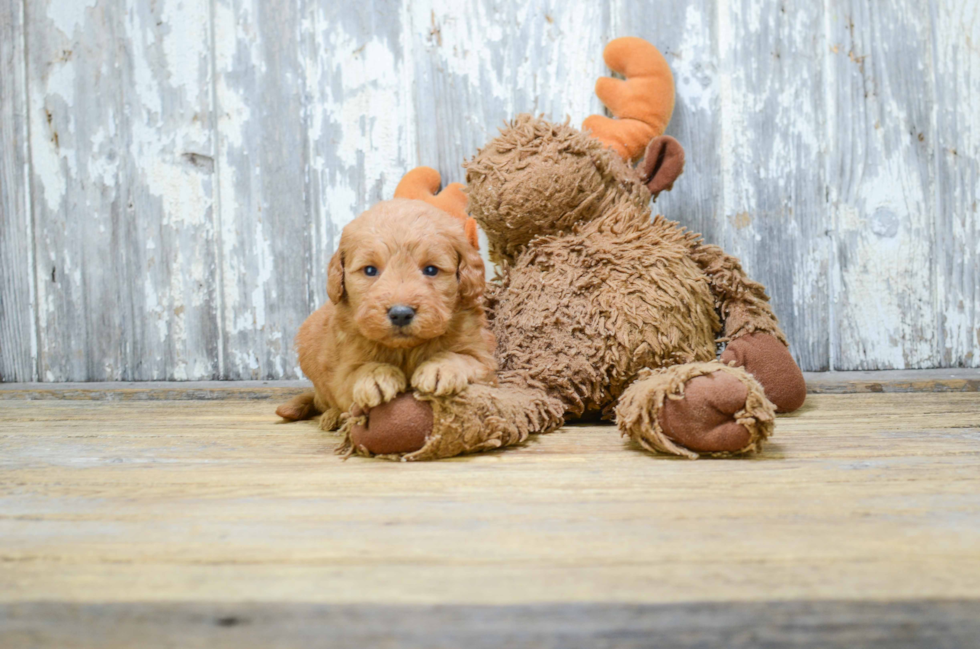 Best Mini Goldendoodle Baby