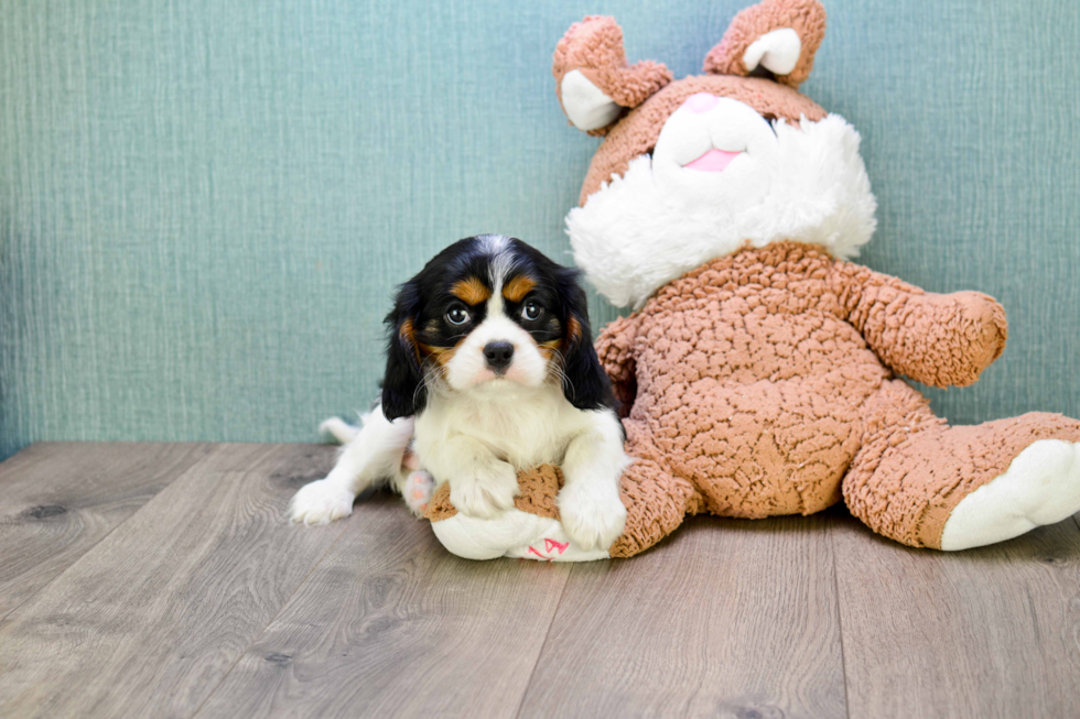 Cavalier King Charles Spaniel Pup Being Cute