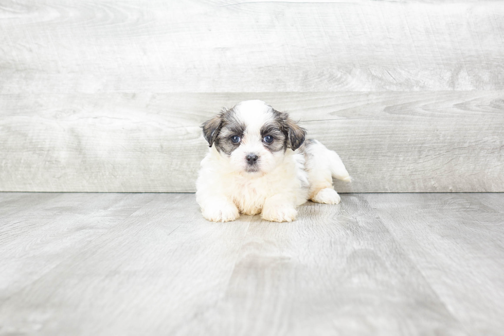 Teddy Bear Pup Being Cute