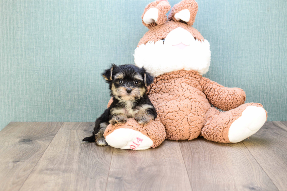 Friendly Morkie Baby