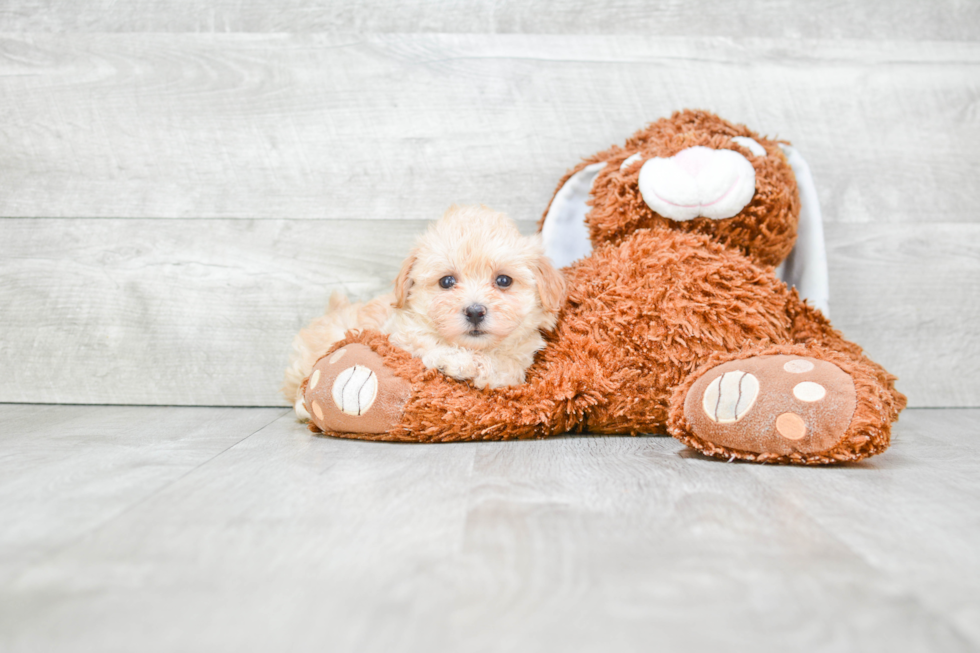 Maltipoo Pup Being Cute