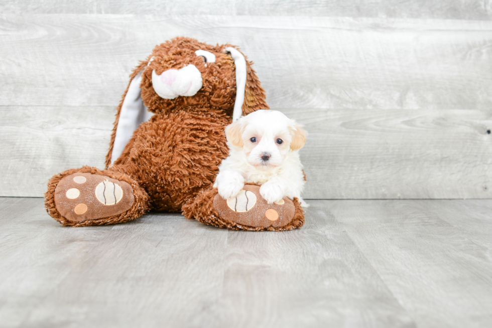 Adorable Maltese Poodle Poodle Mix Puppy