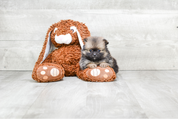 Happy Pomeranian Purebred Puppy