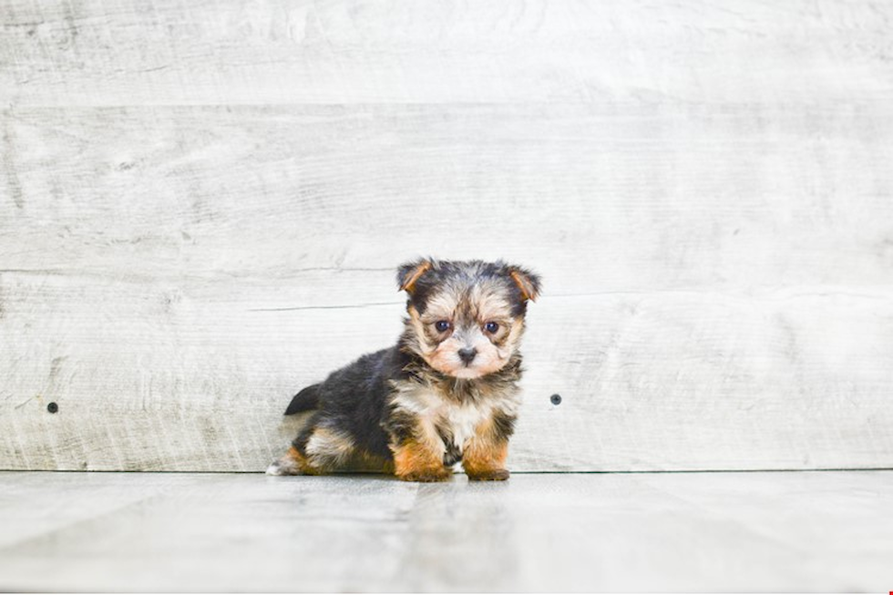 Best Morkie Baby