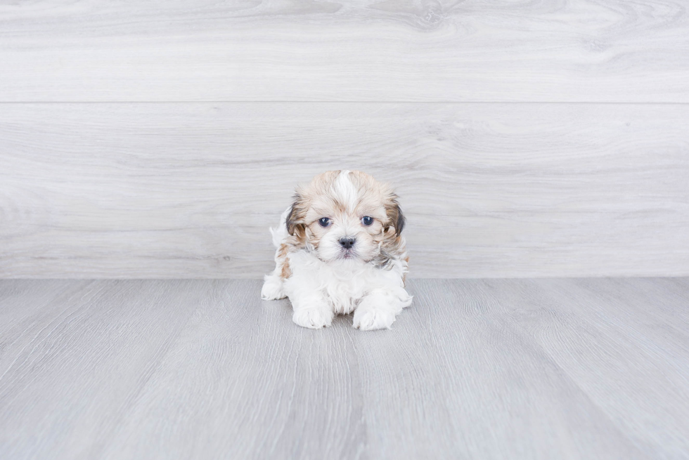 Best Havanese Baby