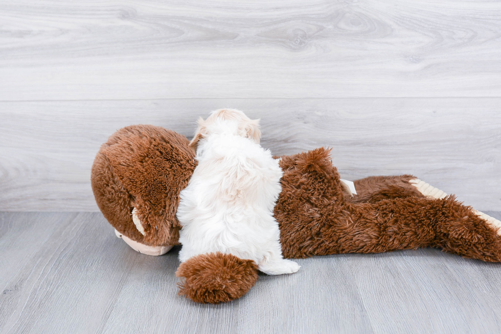 Cavachon Pup Being Cute