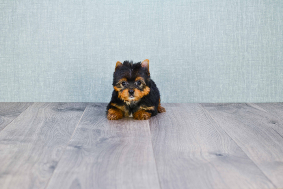 Meet Beckham - our Yorkshire Terrier Puppy Photo 