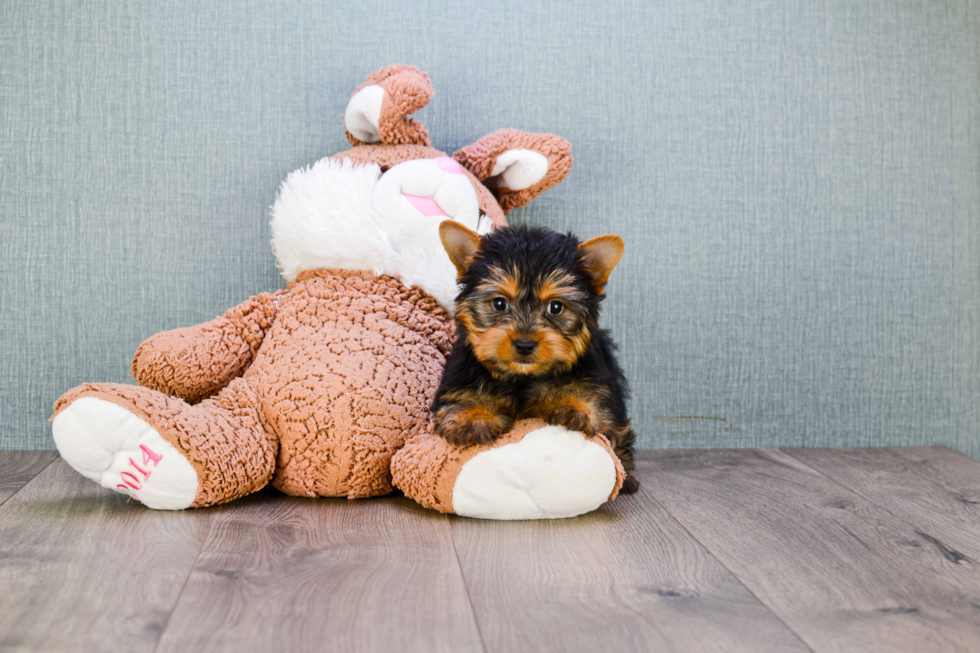 Meet Rascal - our Yorkshire Terrier Puppy Photo 