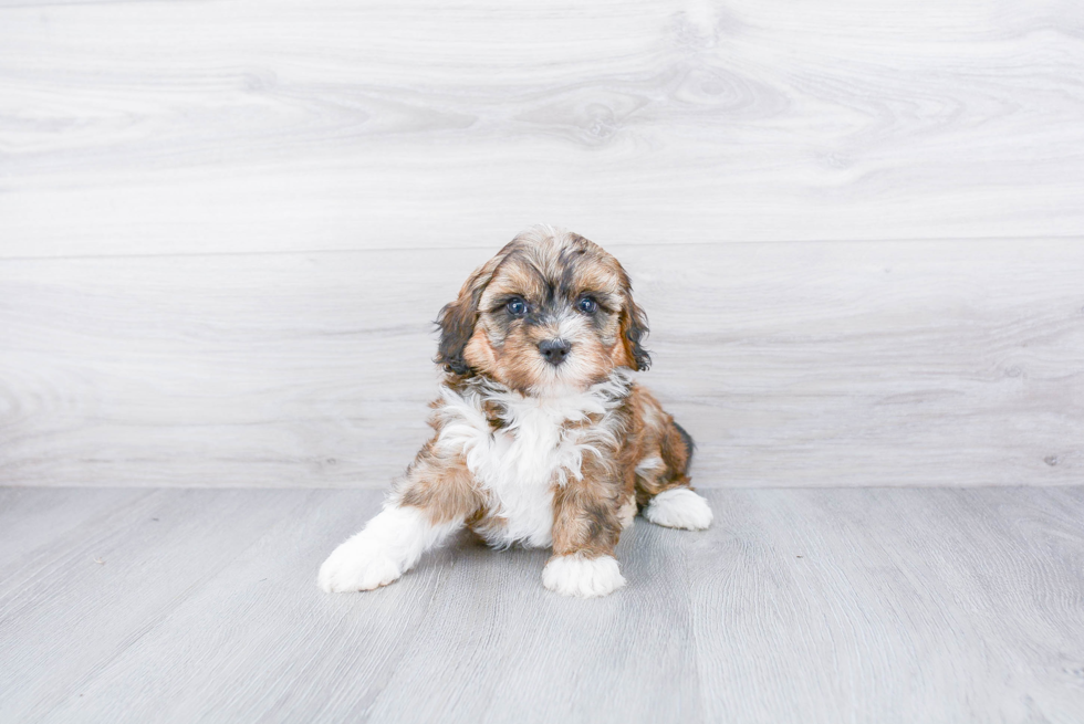 Mini Bernedoodle Puppy for Adoption