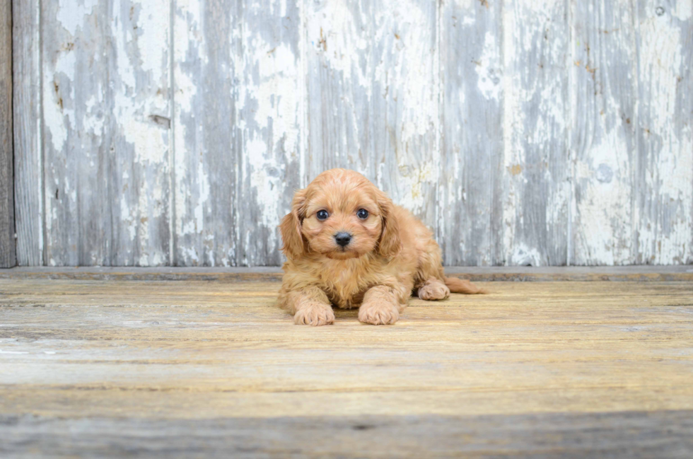 Best Cavapoo Baby