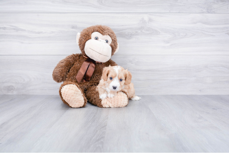 Hypoallergenic Cavoodle Poodle Mix Puppy