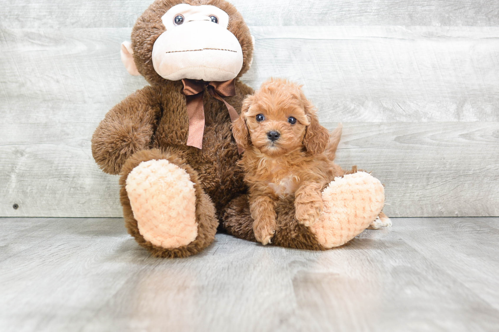 Cavapoo Puppy for Adoption