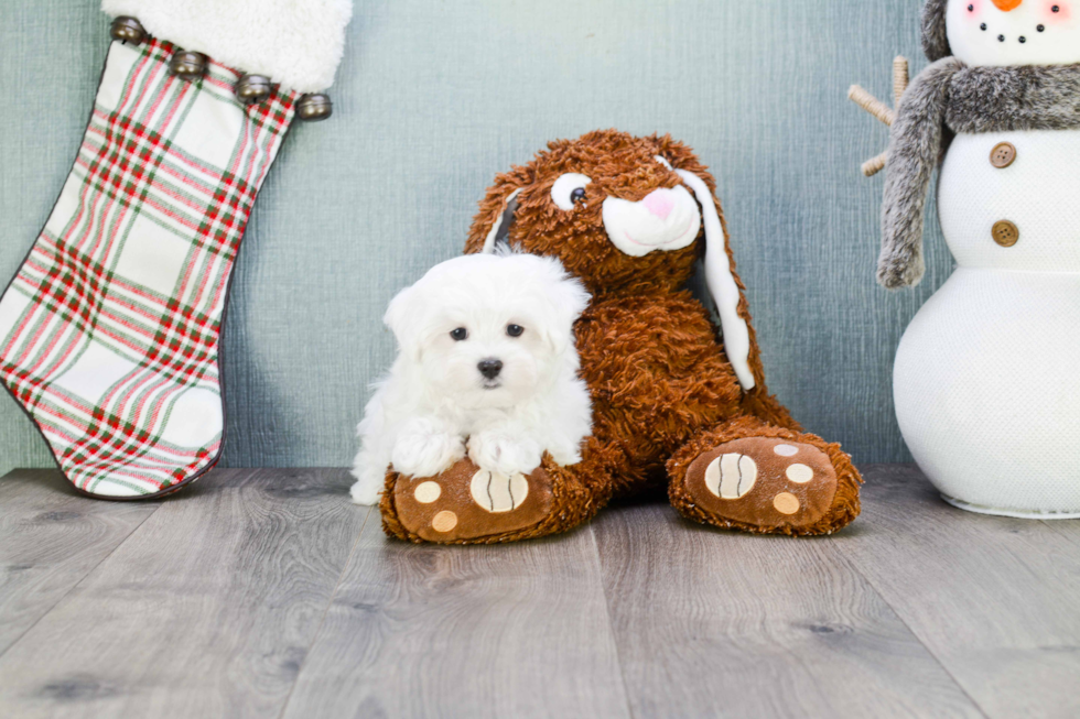 Maltese Puppy for Adoption