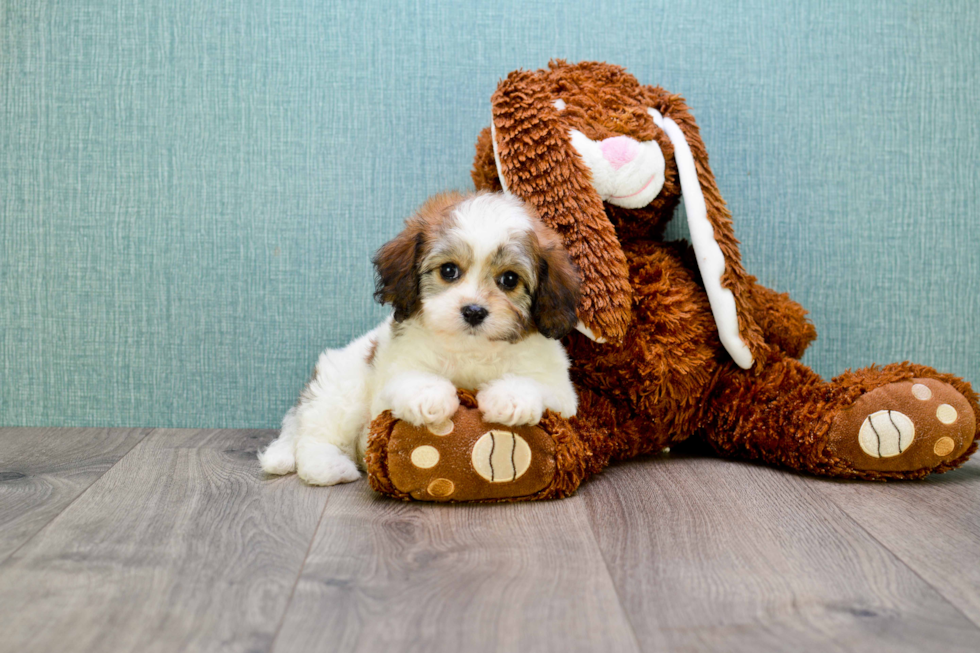 Smart Cavachon Designer Pup