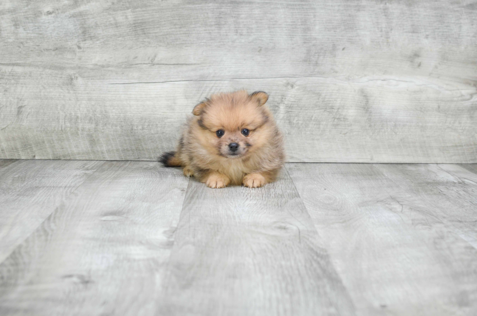 Best Pomeranian Baby