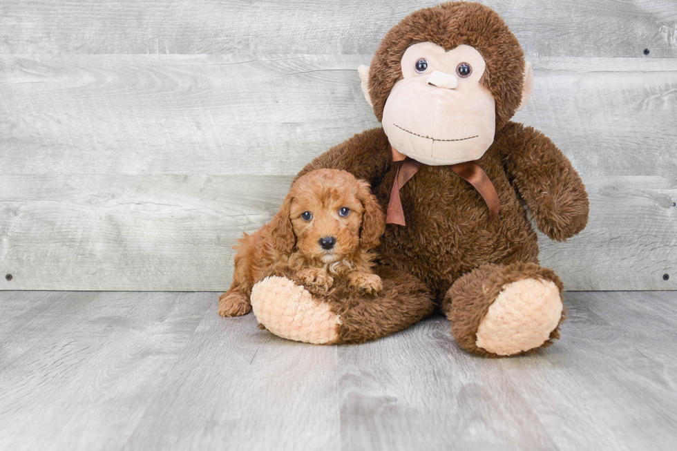 Cavapoo Puppy for Adoption