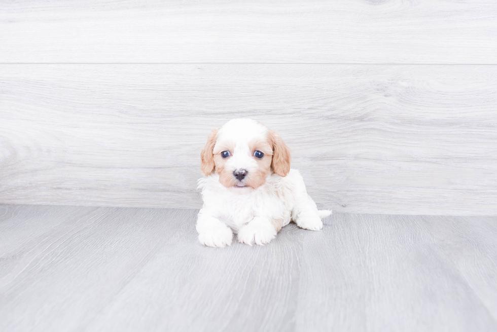 Friendly Cavapoo Baby