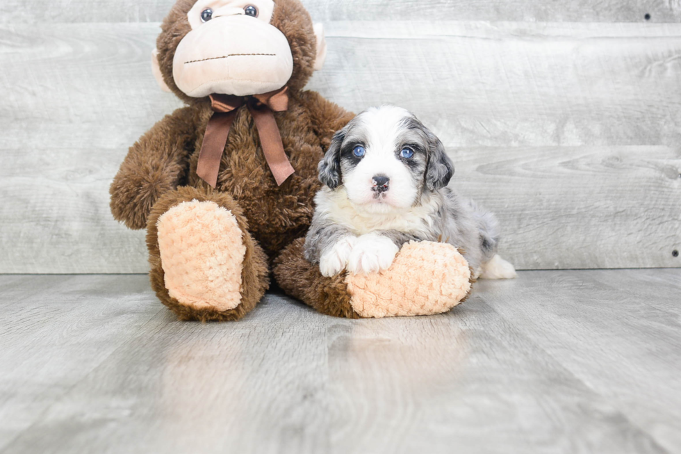 Mini Bernedoodle Pup Being Cute