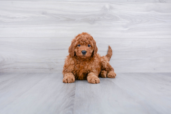 Best Mini Goldendoodle Baby