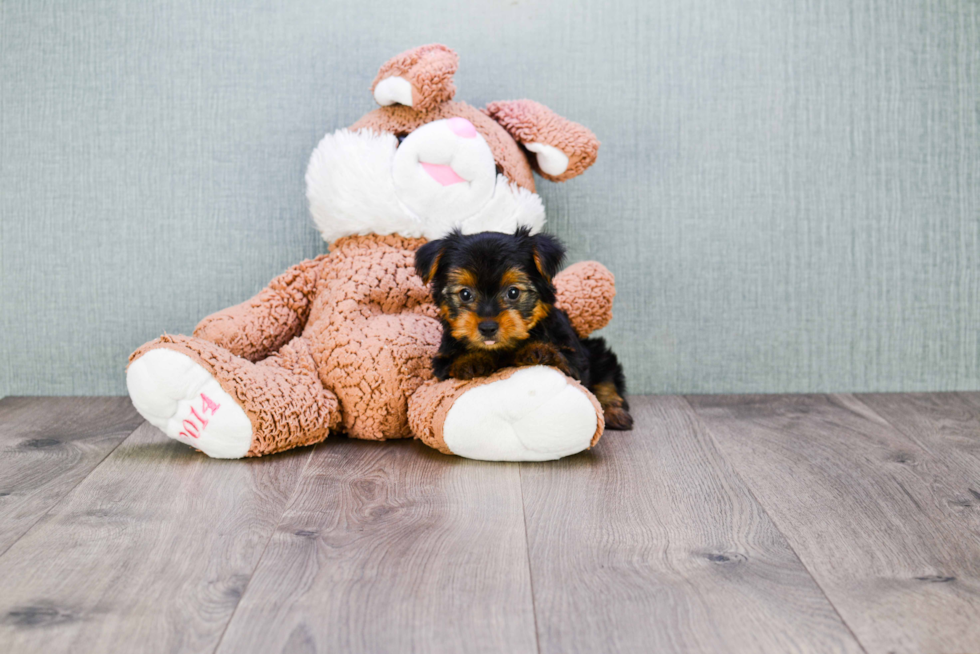 Meet Steph - our Yorkshire Terrier Puppy Photo 