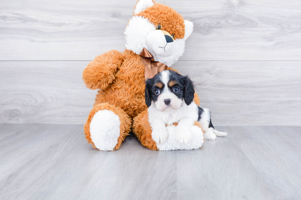 Hypoallergenic Cavalier King Charles Spaniel Baby