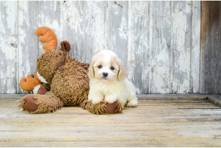 Best Cavachon Baby