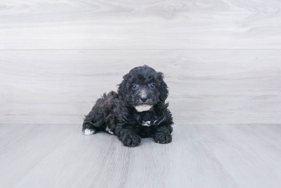 Playful Poodle Purebred Pup