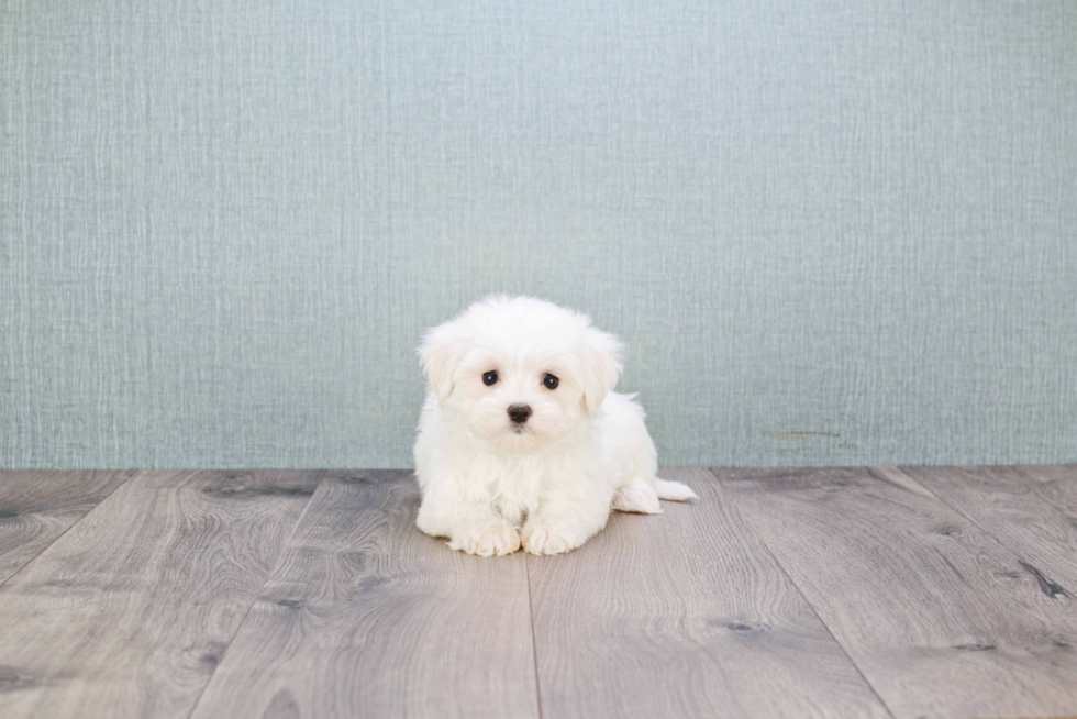 Adorable Maltese Purebred Puppy