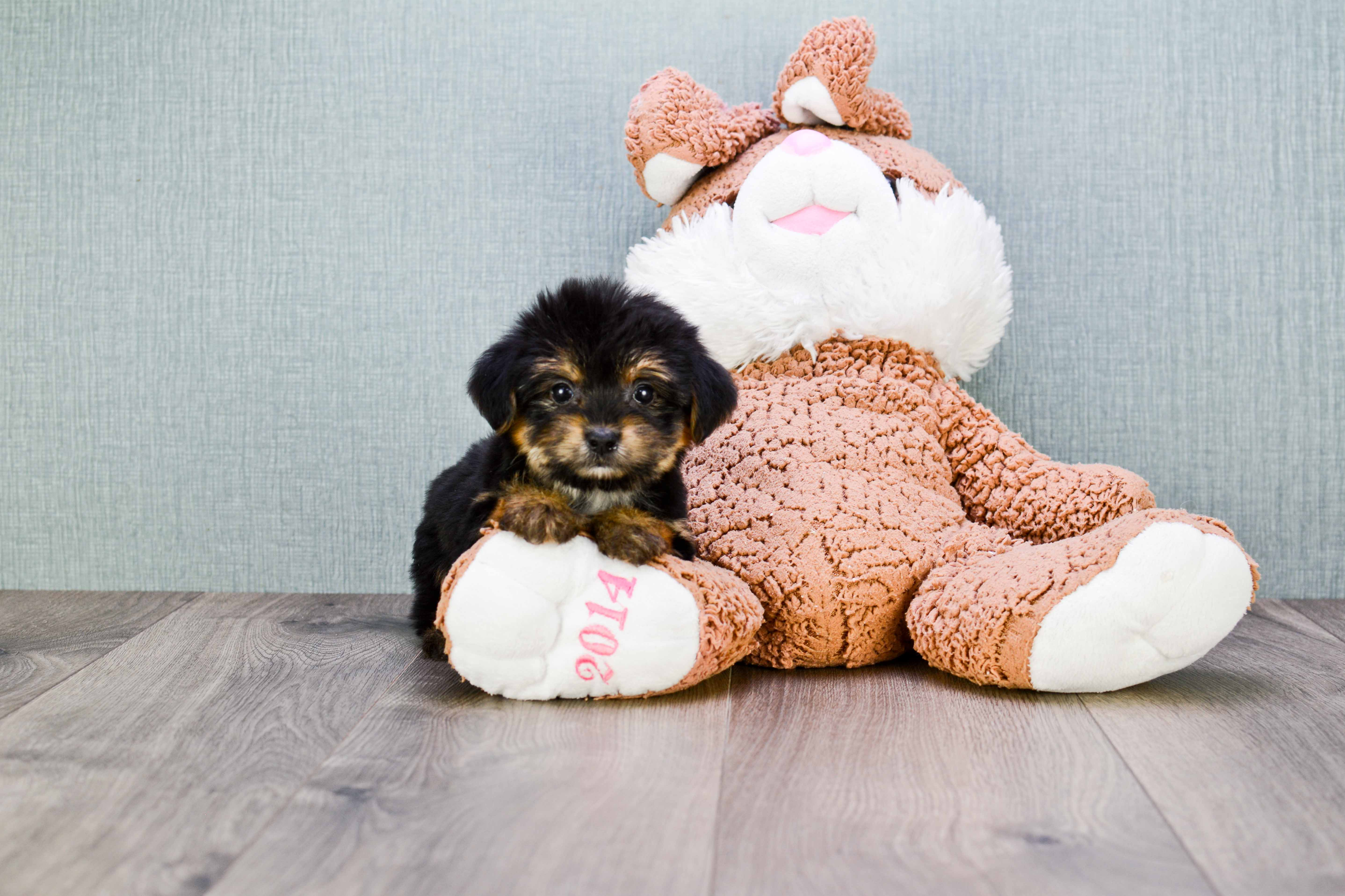 Best Morkie Baby