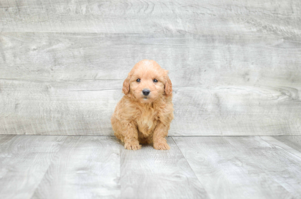 Best Mini Goldendoodle Baby