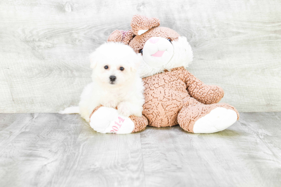 Friendly Bichon Frise Purebred Pup