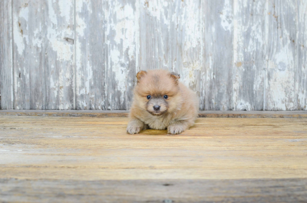 Best Pomeranian Baby