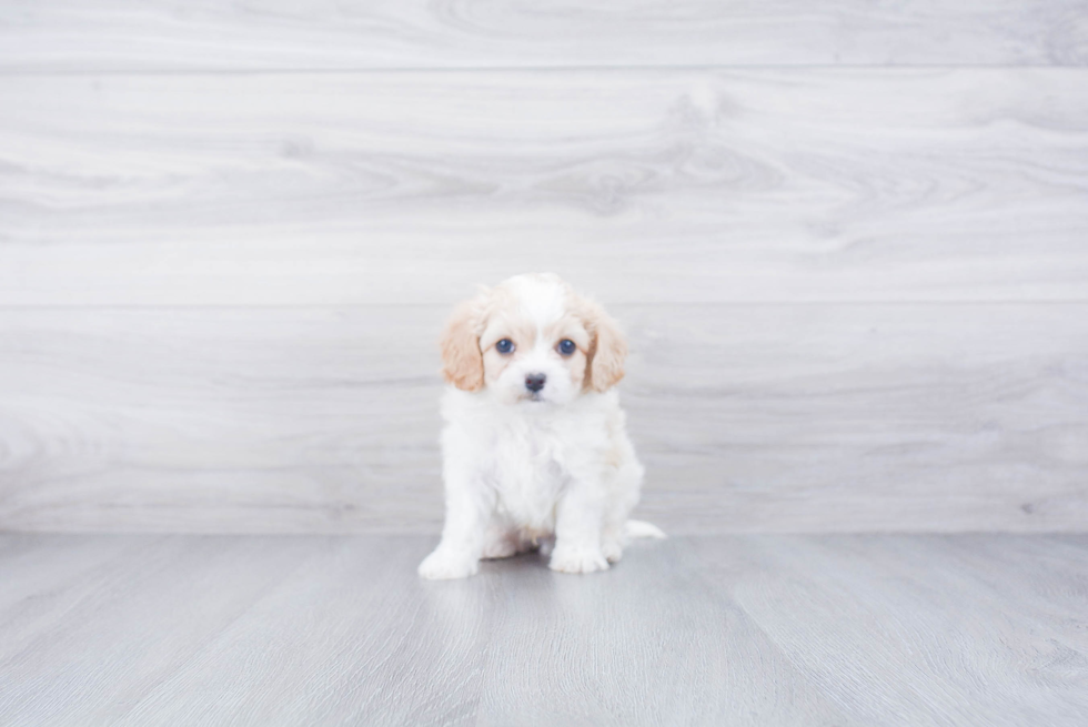 Little Cavalier Designer Puppy