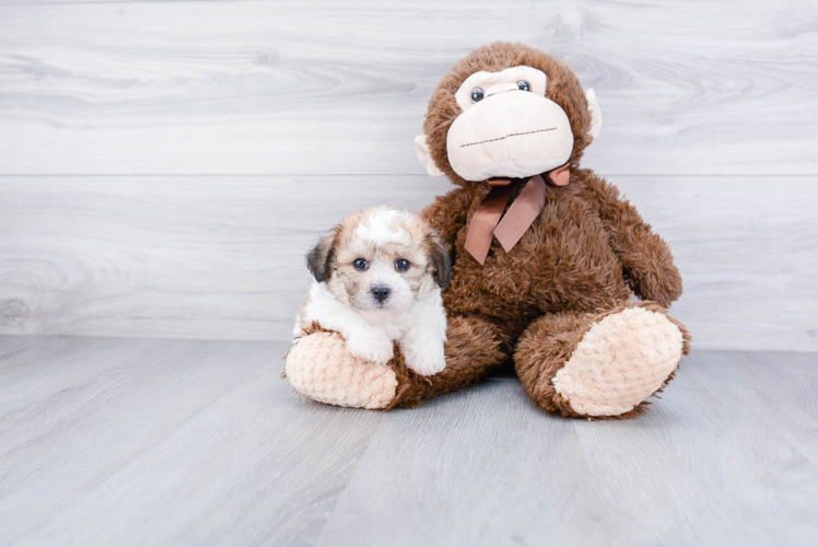 Hypoallergenic Havanese Purebred Pup