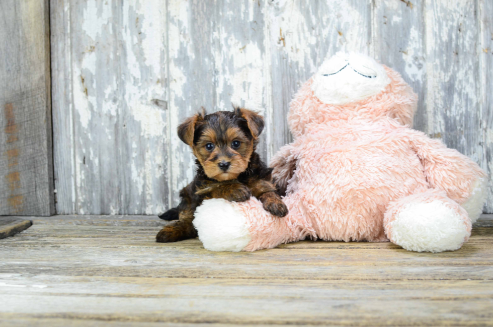 Small Yorkie Poo Baby