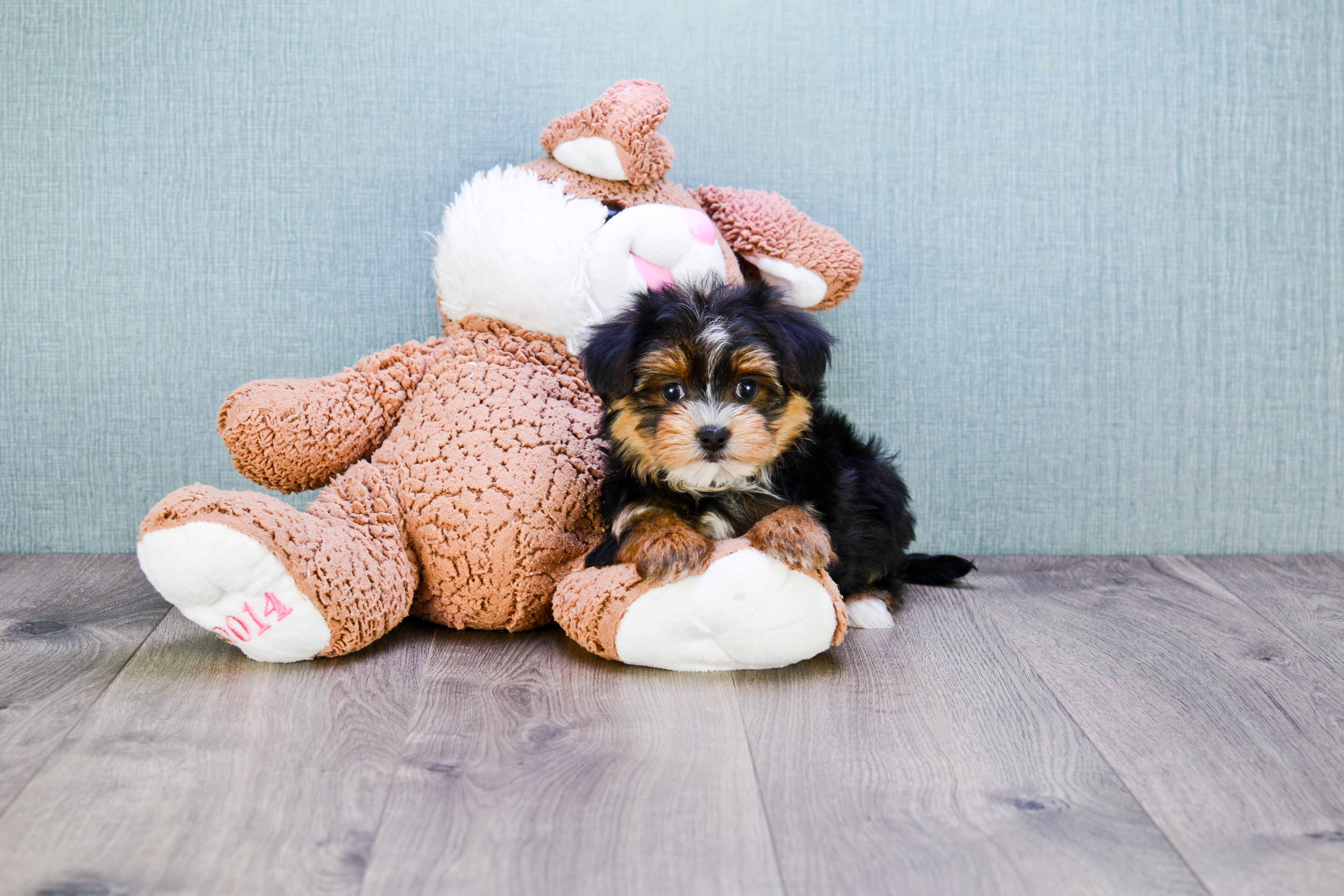 Morkie Puppy for Adoption