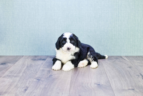 Sweet Mini Bernedoodle Baby