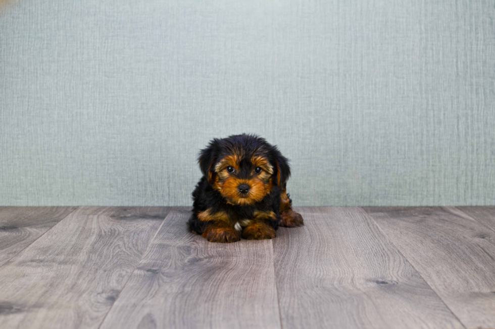 Meet Izzie - our Yorkshire Terrier Puppy Photo 