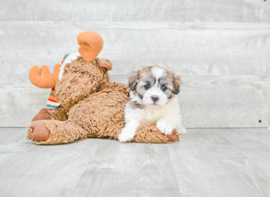 Havanese Pup Being Cute