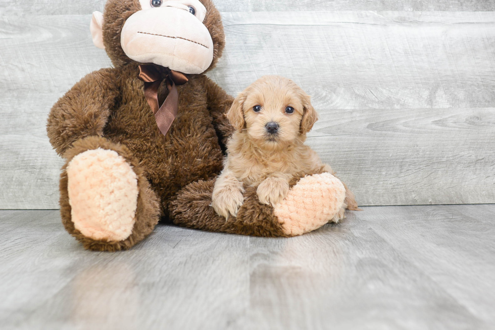 Best Cavapoo Baby