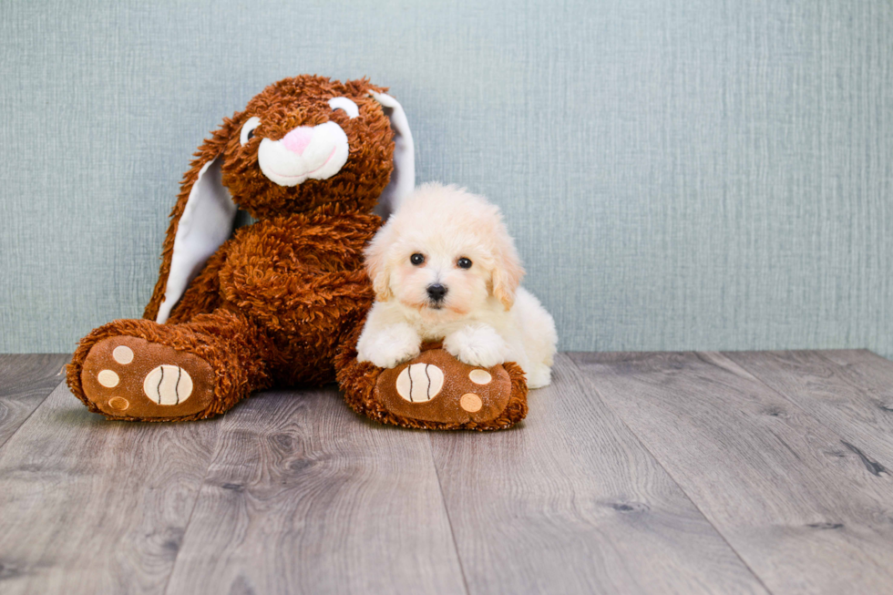 Best Maltipoo Baby