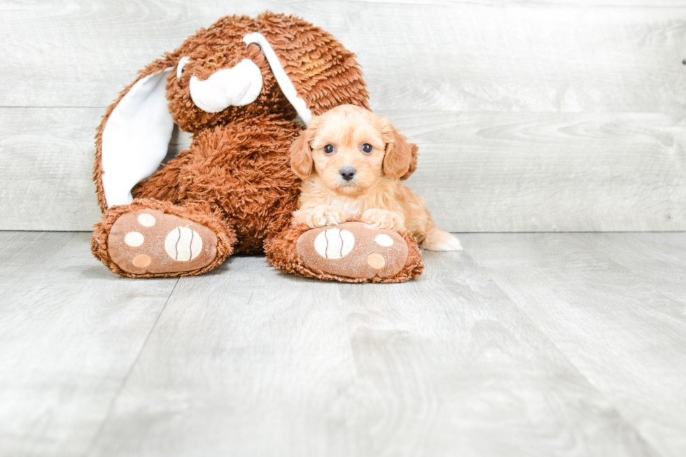 Hypoallergenic Cavoodle Poodle Mix Puppy