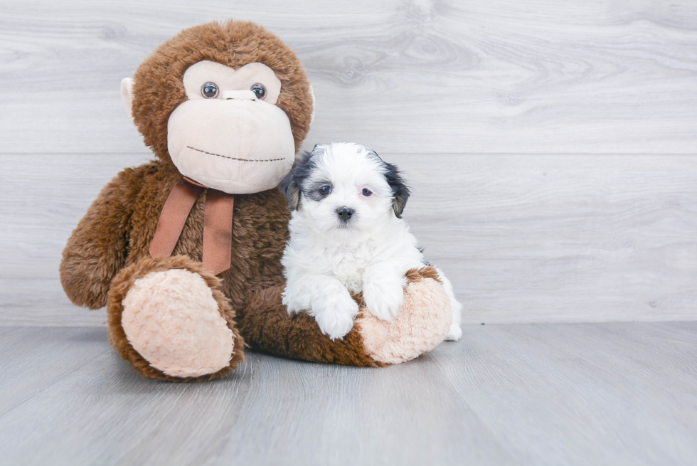 Teddy Bear Pup Being Cute