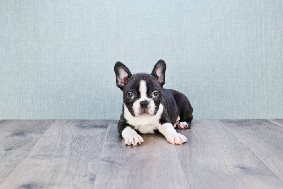 Hypoallergenic French Bulldog Baby