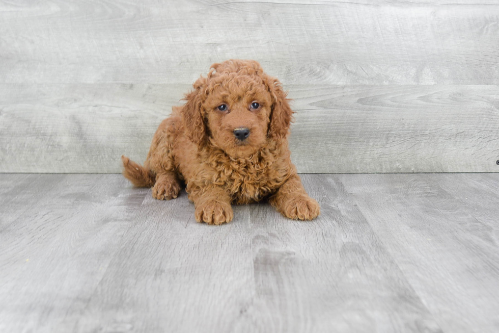 Best Mini Goldendoodle Baby