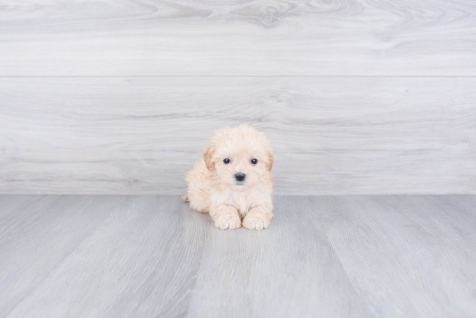 Cute Maltipoo Baby