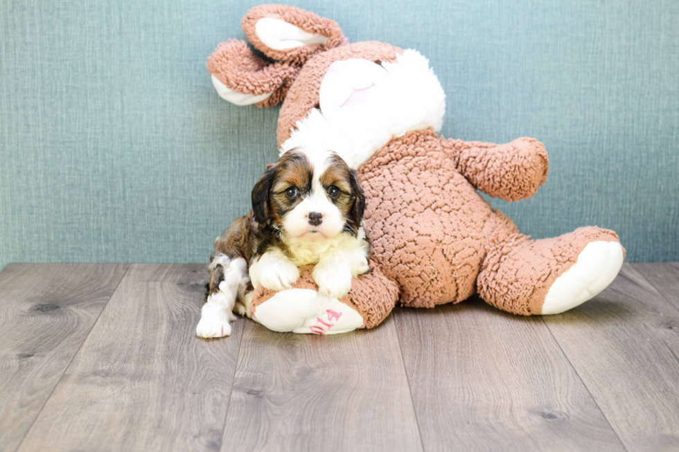 Meet Carly - our Cavachon Puppy Photo 